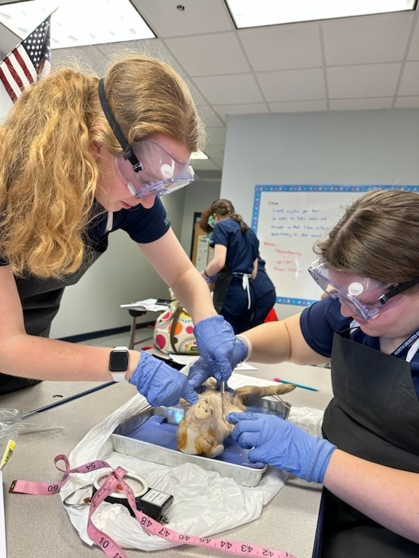 pig dissection 